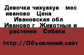 lДевочка чихуахуа 2 мес иваново › Цена ­ 15 000 - Ивановская обл., Иваново г. Животные и растения » Собаки   